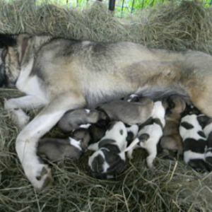 Anatolian Shepherds