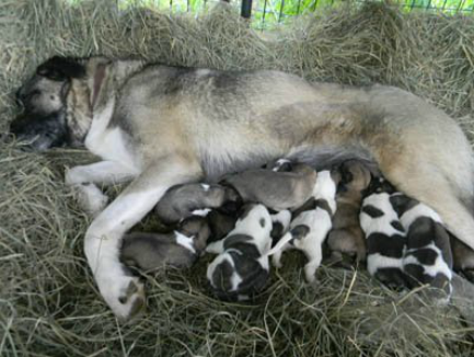 Suade with her newborn pups in April
