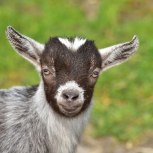 Colostrum