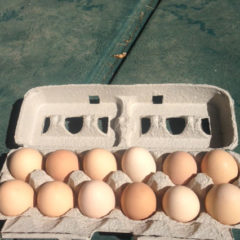 Farm Fresh Eggs