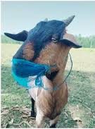 goat in mask